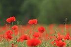 Flore