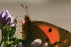 Papillons - Insectes